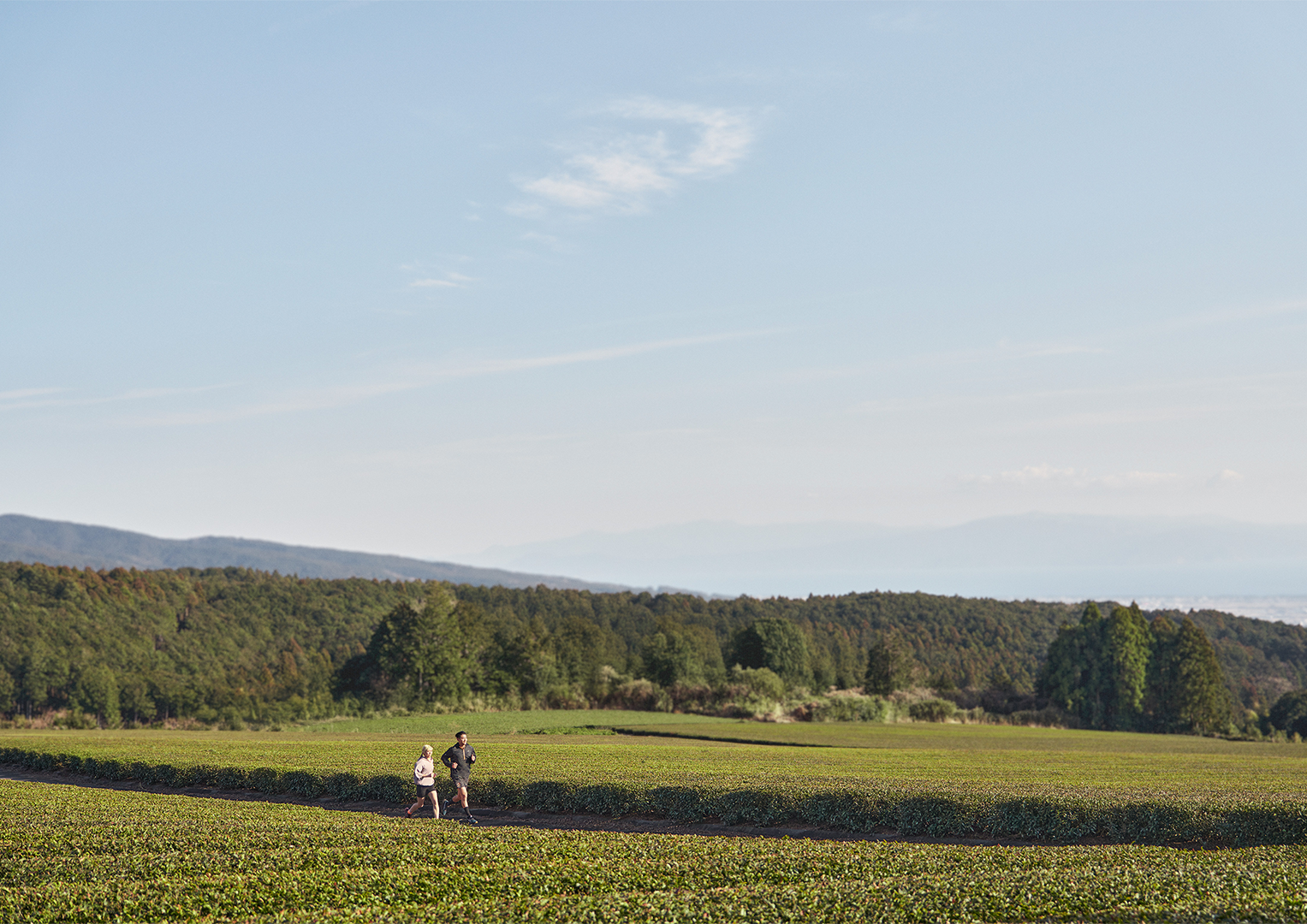 せいぶつたようせい